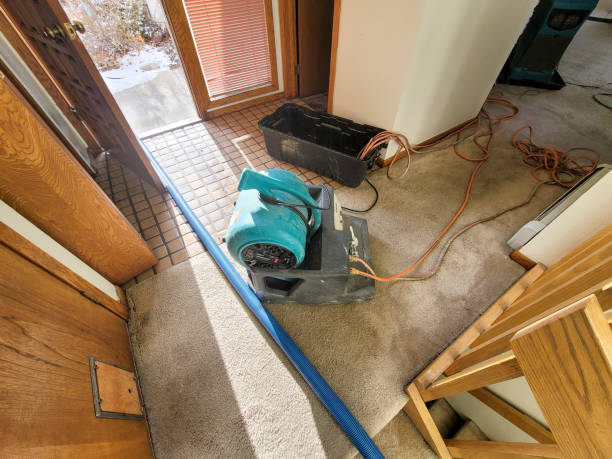 Best Mold removal after water damage  in Lepanto, AR